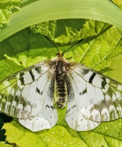 Clodius Parnassian Butterfly Insect Paint By Numbers