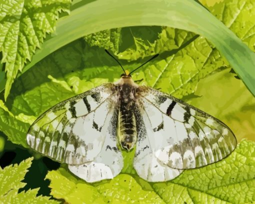 Clodius Parnassian Butterfly Insect Paint By Numbers