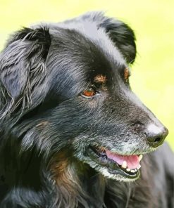 Close Up Black Golden Retriever Paint By Numbers