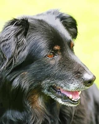 Close Up Black Golden Retriever Paint By Numbers