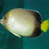 Cream Angelfish Fish Paint By Numbers