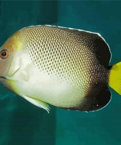 Cream Angelfish Fish Paint By Numbers