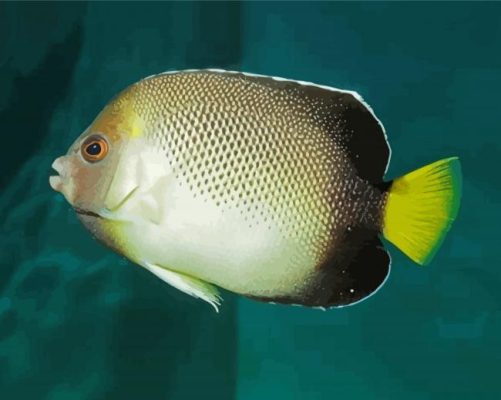 Cream Angelfish Fish Paint By Numbers