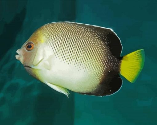 Cream Angelfish Fish Paint By Numbers