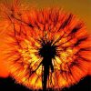 Dandelion Silhouette Sunset Paint By Numbers