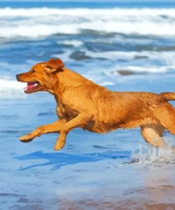 Dog In The Beach Playing Paint By Numbers