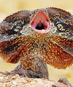 Frilled Lizard Paint By Numbers