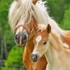 Haflinger Horse Mother And Foal Paint By Numbers