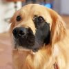 Half Beige Half Black Golden Retriever Paint By Numbers