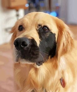 Half Beige Half Black Golden Retriever Paint By Numbers