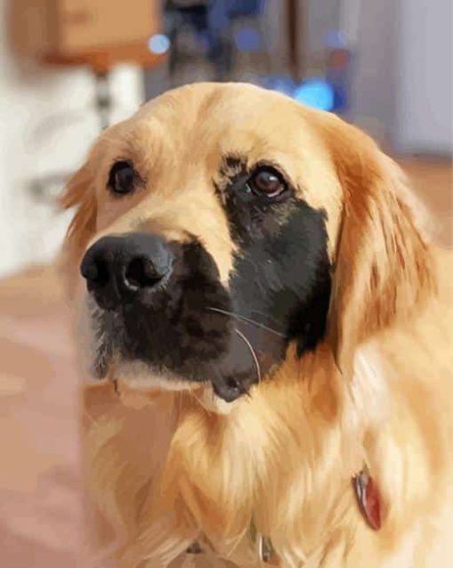 Half Beige Half Black Golden Retriever Paint By Numbers