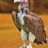 Himalayan Vulture Bird Animal Paint By Numbers