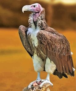 Himalayan Vulture Bird Animal Paint By Numbers