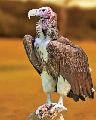 Himalayan Vulture Bird Animal Paint By Numbers