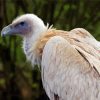 Himalayan Vulture Bird Paint By Numbers