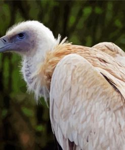 Himalayan Vulture Bird Paint By Numbers