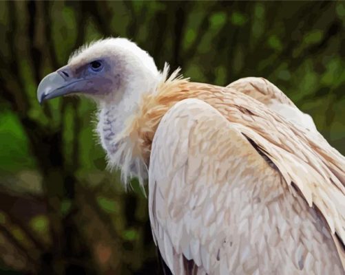 Himalayan Vulture Bird Paint By Numbers