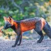 Melanistic Fox Side View Paint By Numbers