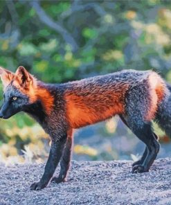 Melanistic Fox Side View Paint By Numbers