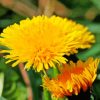 Paardenbloem Common Dandelion Paint By Numbers