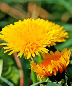 Paardenbloem Common Dandelion Paint By Numbers