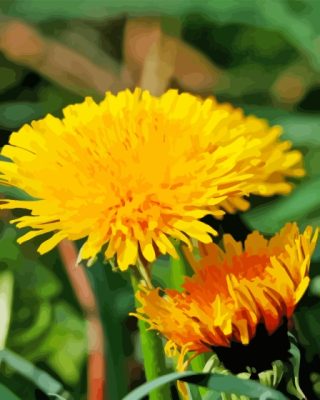 Paardenbloem Common Dandelion Paint By Numbers