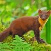 Pine Marten Animal Paint By Numbers