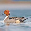 Pintail Bird Paint By Numbers