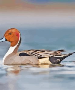 Pintail Bird Paint By Numbers