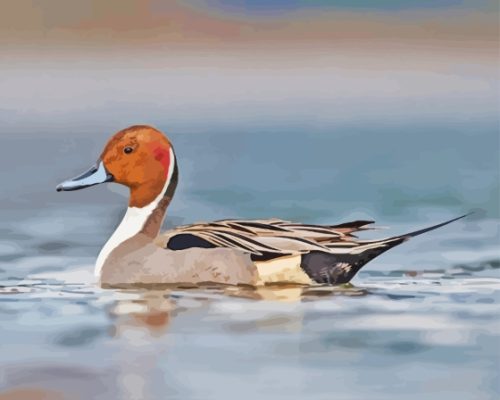 Pintail Bird Paint By Numbers