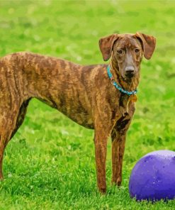 Plott Hound Animal Paint By Numbers