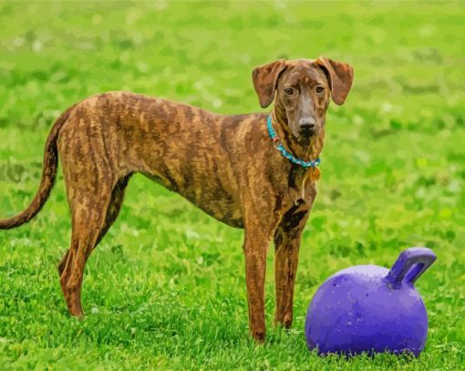 Plott Hound Animal Paint By Numbers