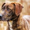 Plott Hound Pet Paint By Numbers