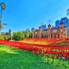 Poppies And Building Paint By Numbers