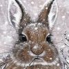 Rabbit In Snow Paint By Numbers