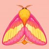 Rosy Maple Moth Art Paint By Numbers