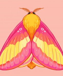 Rosy Maple Moth Art Paint By Numbers