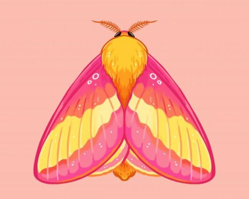 Rosy Maple Moth Art Paint By Numbers