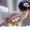 Ruffed Grouse Bird Paint By Numbers