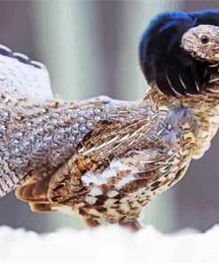 Ruffed Grouse Bird Paint By Numbers