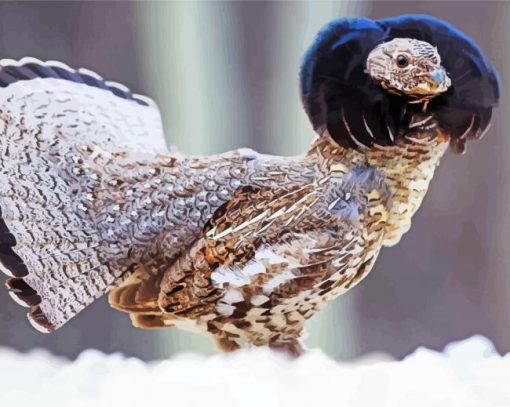 Ruffed Grouse Bird Paint By Numbers