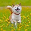 Shiba Playing In Flower Field Paint By Numbers