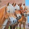 The Haflinger Horses Paint By Numbers