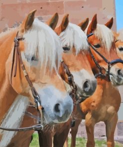 The Haflinger Horses Paint By Numbers