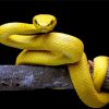 The Yellow Snake Paint By Numbers