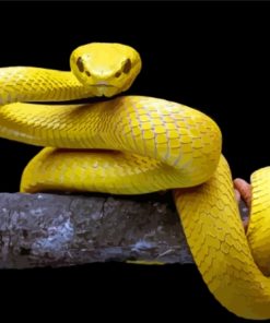 The Yellow Snake Paint By Numbers