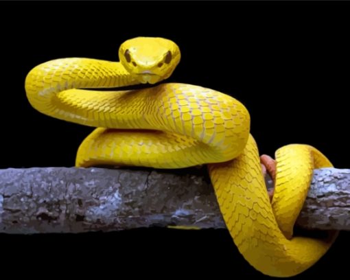 The Yellow Snake Paint By Numbers