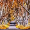 The Dark Hedges In Autumn Paint By Numbers