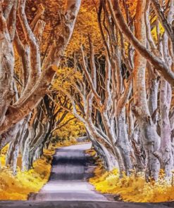 The Dark Hedges In Autumn Paint By Numbers