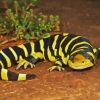 Tiger Salamander Ambystomatidae Paint By Numbers